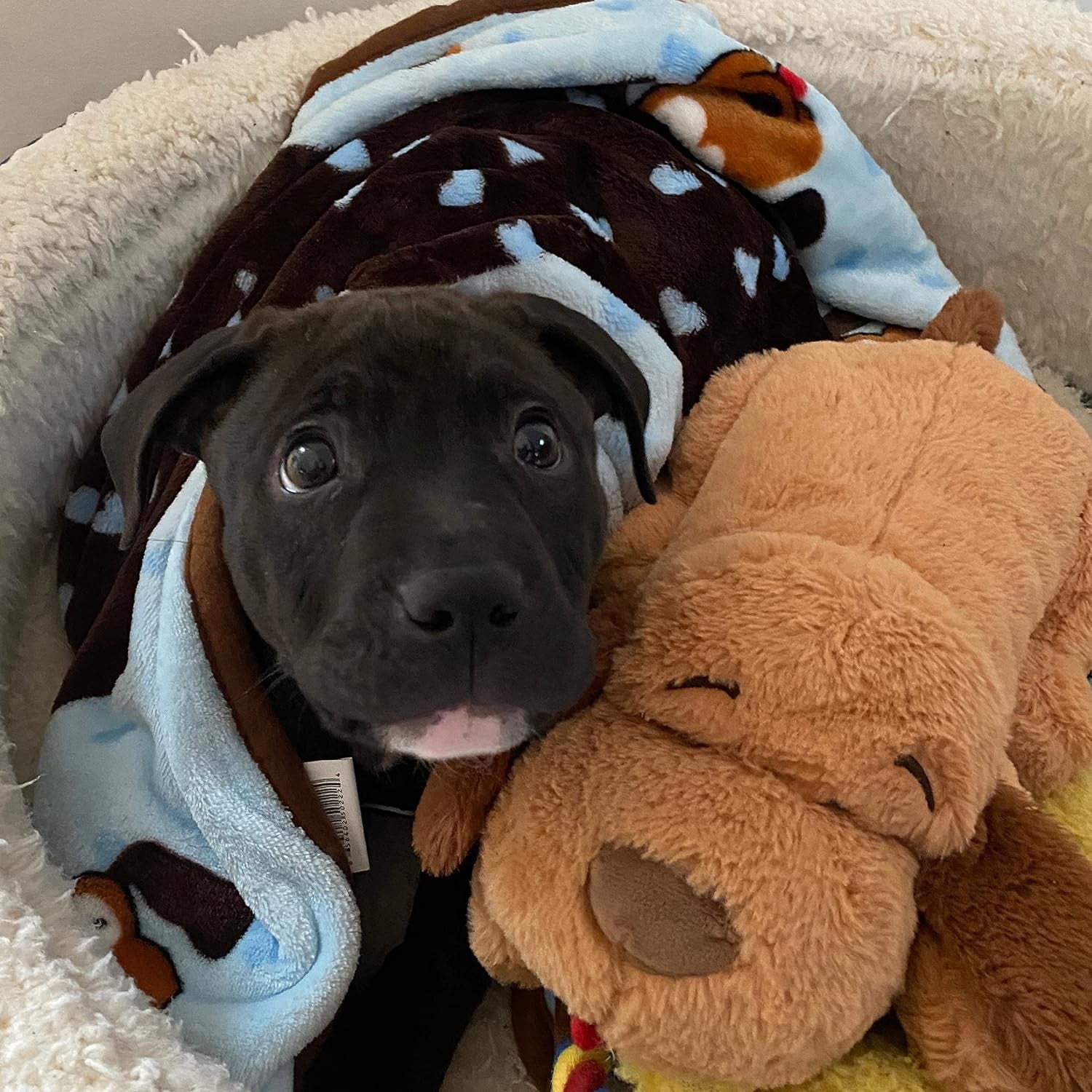 Blanket for Pets - Cozy Dog Blanket for Small Dogs - Machine Washable Dog Blanket in Blue